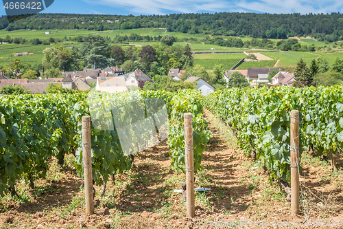 Image of View of in the vineyard in Burgundy Bourgogne home of pinot noir and chardonnay in summer day with blue sky. Cote d\'Or