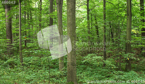 Image of czech forest