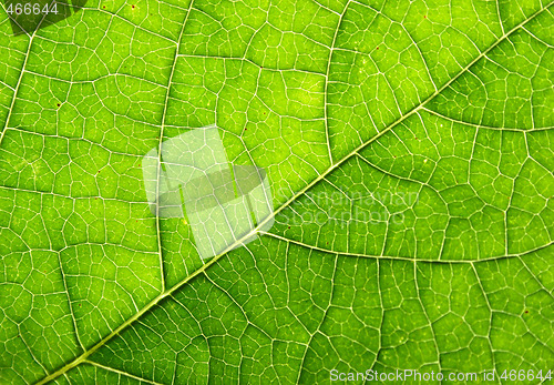 Image of leaf background