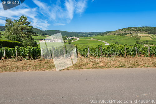 Image of View of in the vineyard in Burgundy home of pinot noir and chardonnay in summer day with blue sky