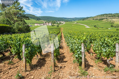 Image of View of in the vineyard in Burgundy home of pinot noir and chardonnay in summer day with blue sky