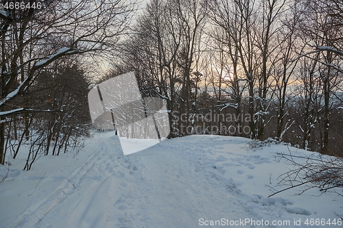 Image of Winter forest path walk