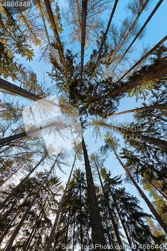 Image of Tall pine trees