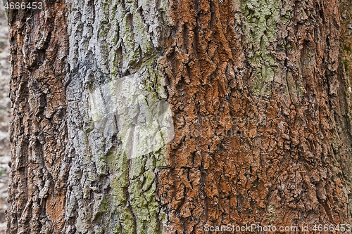 Image of Tree trunk in a forest
