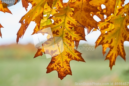 Image of Autumn tree leaves