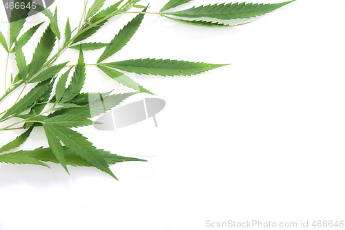 Image of marijuana background