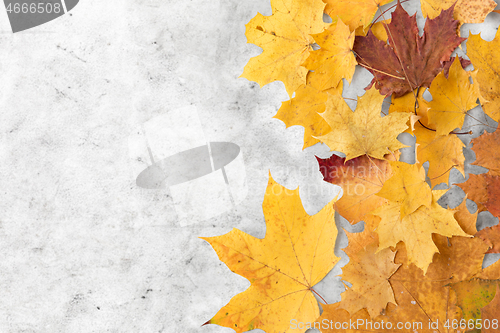 Image of dry fallen autumn maple leaves on grey stone