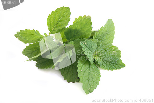 Image of green herb