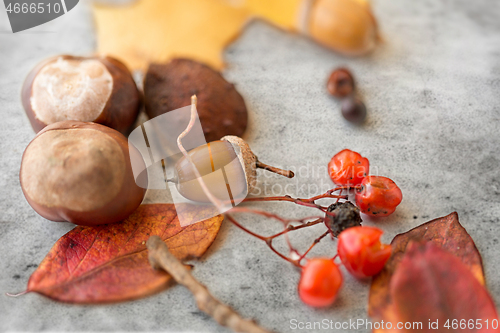 Image of chestnuts, acorn, autumn leaves and rowanberries