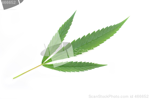 Image of marijuana background