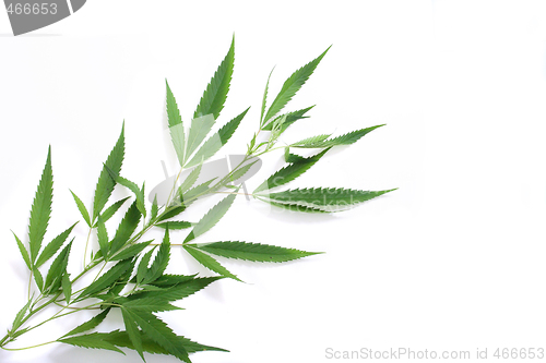 Image of marijuana background