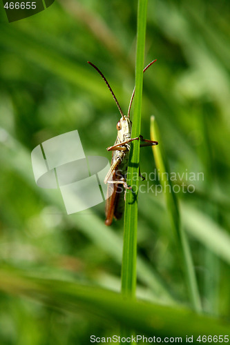 Image of grasshopper