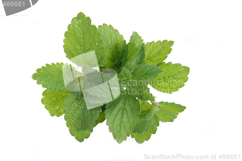 Image of green herb