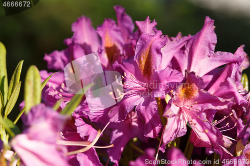 Image of Pink rhododendron azalea blooms in spring garden