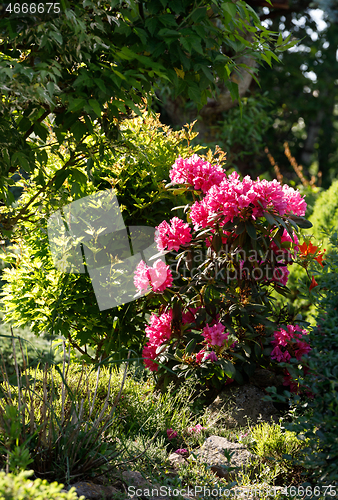 Image of Pink rhododendron azalea blooms in spring garden