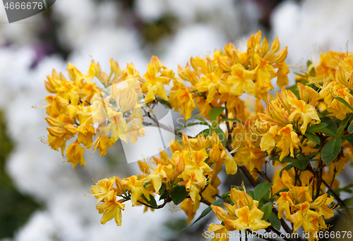 Image of Flowering flower azalea, rhododendron in spring garden