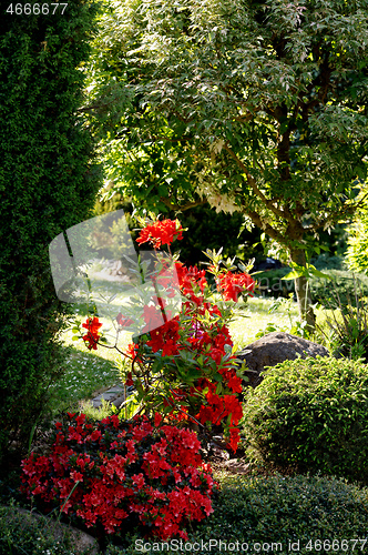 Image of Red rhododendron azalea blooms in spring garden