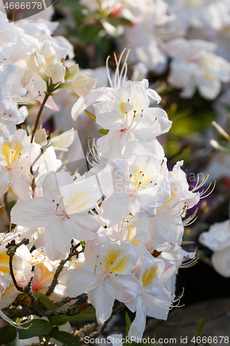 Image of Flowering flower azalea, rhododendron in spring garden