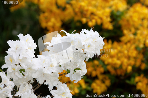 Image of Flowering flower azalea, rhododendron in spring garden