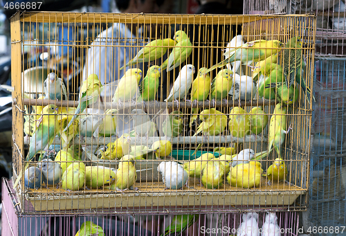 Image of Parakeets in a cage selling for religious purpose