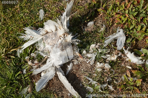 Image of Dead bird body decomposing seagull