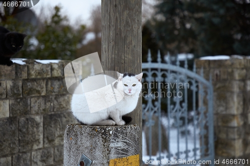 Image of Cat in winter village