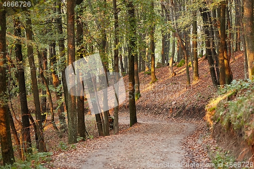 Image of Autumn forest path between trees