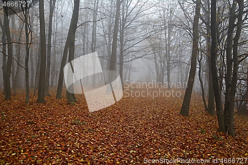 Image of Bare autumn forest fog