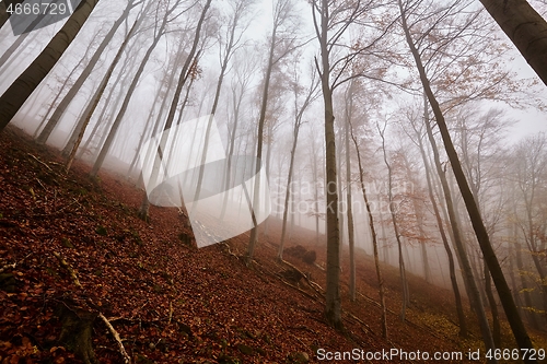 Image of Autumn Forest Fog