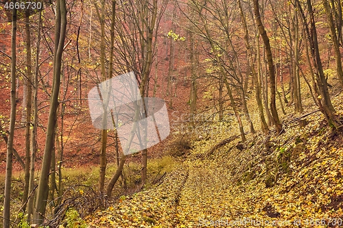 Image of Autumn forest path between trees
