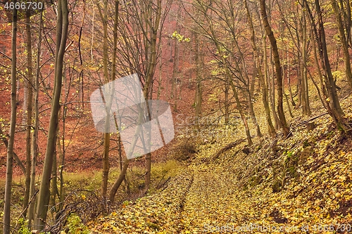 Image of Autumn forest path between trees