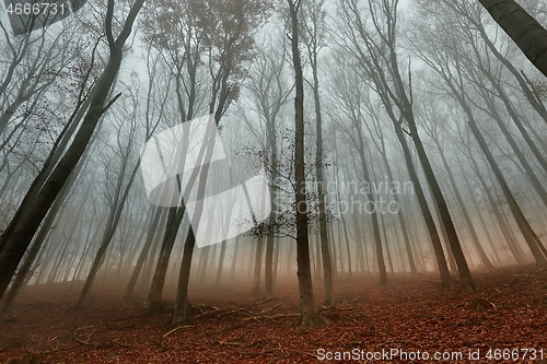 Image of Autumn Forest Fog