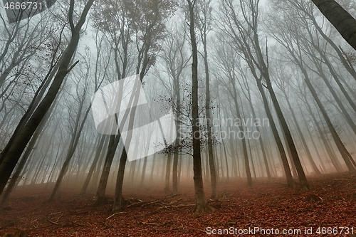 Image of Autumn Forest Fog