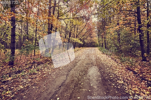 Image of Autumn forest path