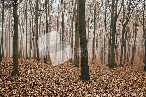 Image of Bare autumn forest fog