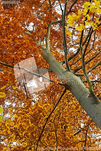 Image of Autumn tree leaves