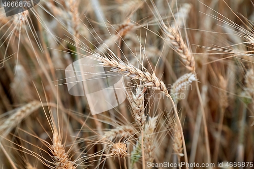 Image of Wheat field detail