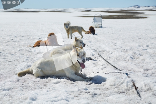 Image of Dog sledge having a stop