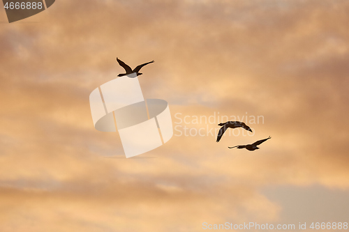 Image of Geese glying in sunset