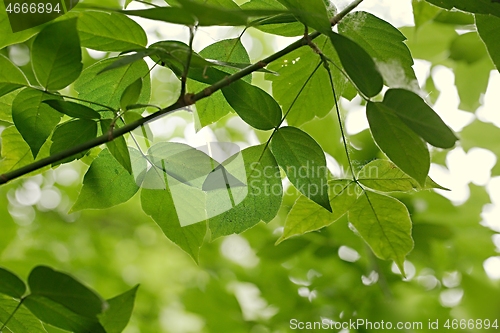 Image of Green Leaves of Spring