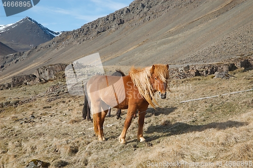 Image of Horse grazing on a field