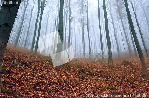 Image of Autumn Forest Fog