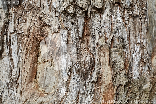 Image of Tree trunk in a forest