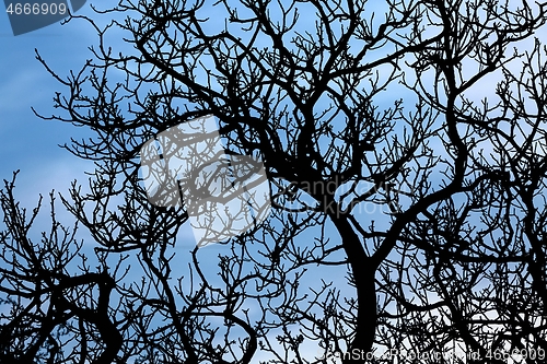 Image of Bare tree branches