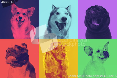 Image of Little dogs are posing. Cute doggies or pets are happy. The different purebred puppies. Creative collage isolated on multicolored studio background in duotone effect