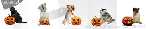 Image of Collage of cute puppies with halloween Jack-o-Lantern pumpkin isolated on white studio background