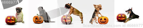 Image of Collage of cute puppies with halloween Jack-o-Lantern pumpkin isolated on white studio background