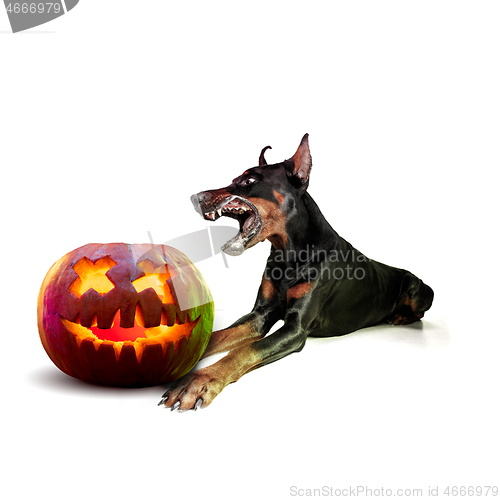 Image of Cute puppy with halloween Jack-o-Lantern pumpkin isolated on white studio background
