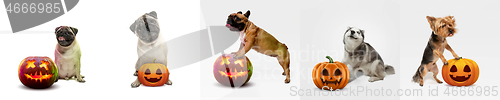 Image of Collage of cute puppies with halloween Jack-o-Lantern pumpkin isolated on white studio background