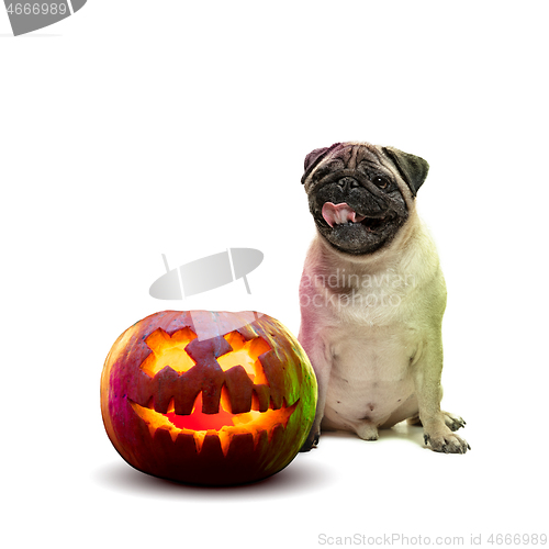 Image of Cute puppy with halloween Jack-o-Lantern pumpkin isolated on white studio background